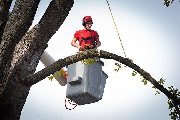 Trusted Pomona, NY Tree Services Experts